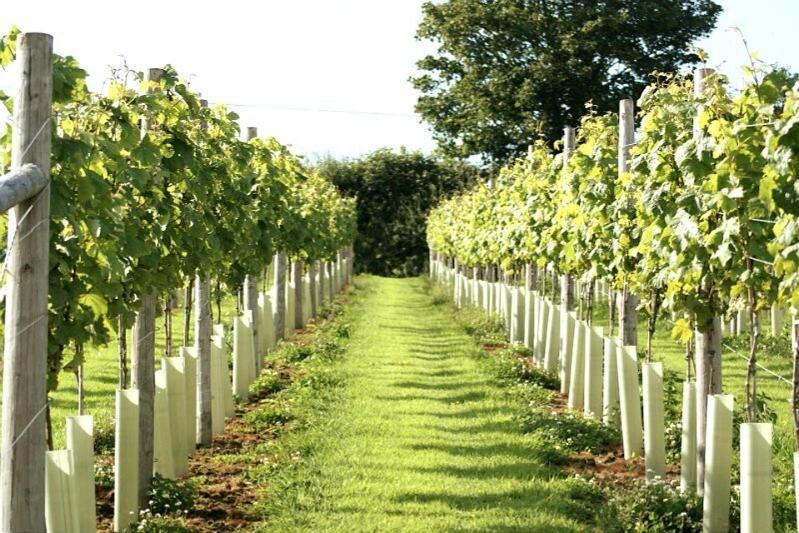 Lobhill Farmhouse Bed And Breakfast And Self Catering Accommodation Okehampton Pokoj fotografie