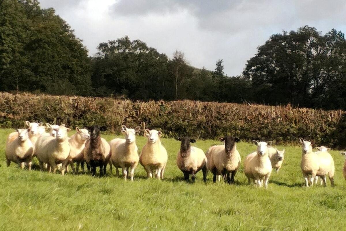 Lobhill Farmhouse Bed And Breakfast And Self Catering Accommodation Okehampton Pokoj fotografie